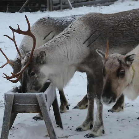 Shaman Village - & Glass Igloos מלון *