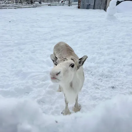 מלון Shaman Village - & Glass Igloos רובניימי